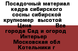 Посадочный материал кедра сибирского (сосны сибирской) крупномер, высотой 3-3.5  › Цена ­ 19 800 - Все города Сад и огород » Интерьер   . Московская обл.,Котельники г.